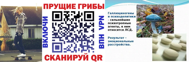 Галлюциногенные грибы Psilocybine cubensis  Купить закладки  Ясногорск 